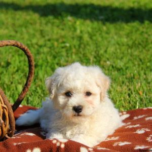 Archie, Bichon Frise Puppy