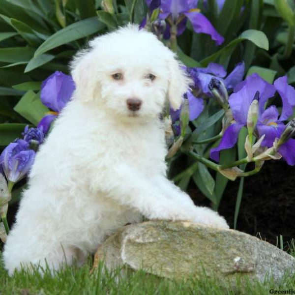 Astro, Schnoodle-Miniature Puppy