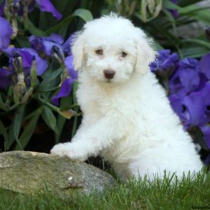 Astro, Schnoodle-Miniature Puppy