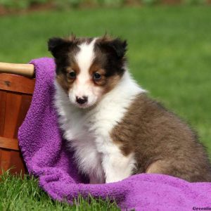 Avery, Shetland Sheepdog Puppy