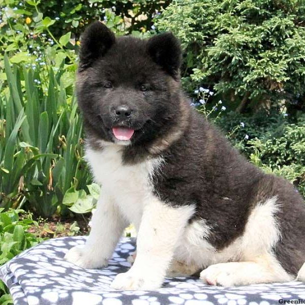 Avon, Akita Puppy