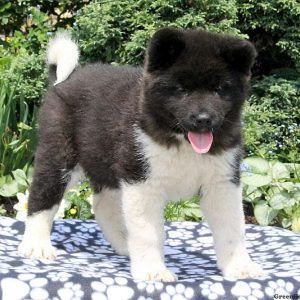 Avon, Akita Puppy