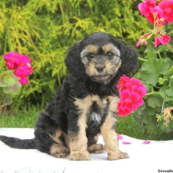 Beauty, Cavapoo Puppy