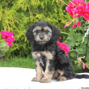 Beauty, Cavapoo Puppy