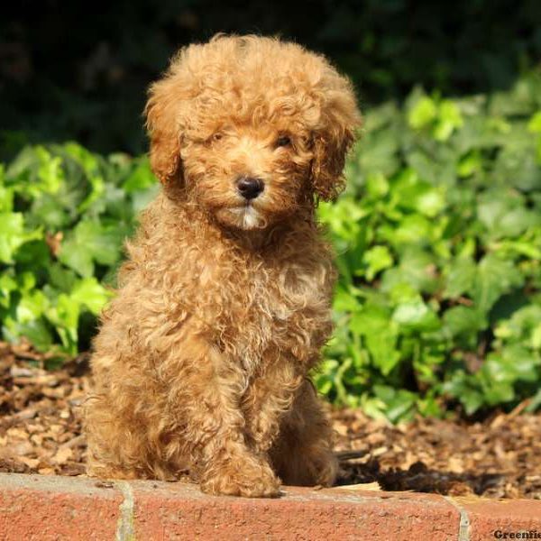 Buckley, Miniature Poodle Puppy