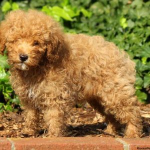 Buckley, Miniature Poodle Puppy