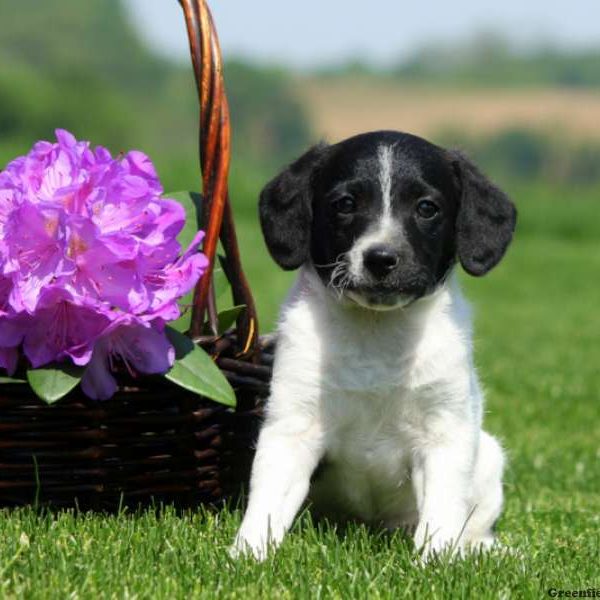 Carrie, Schnoodle-Miniature Puppy