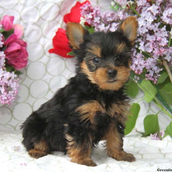 Casey, Yorkshire Terrier Puppy