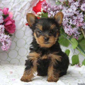 Casey, Yorkshire Terrier Puppy