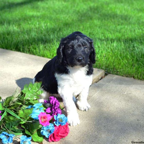 Cassie, Labradoodle Puppy