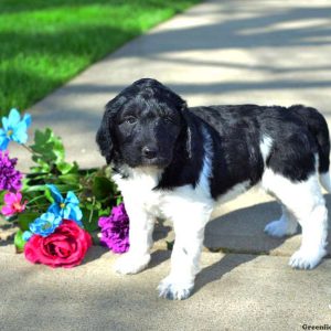 Cassie, Labradoodle Puppy