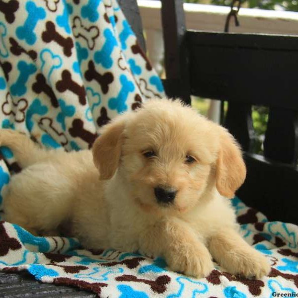 Charlie, Labradoodle-Miniature Puppy