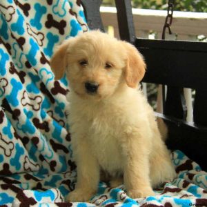 Charlie, Labradoodle-Miniature Puppy