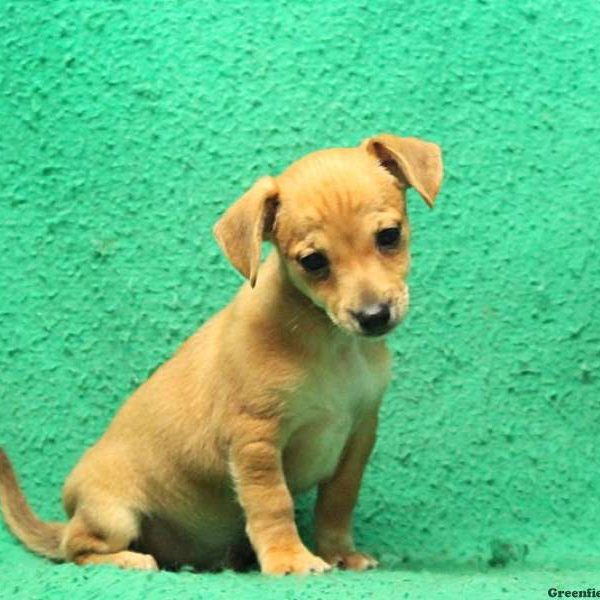 Chore Boy, Chiweenie Puppy