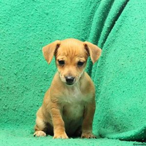 Chore Boy, Chiweenie Puppy