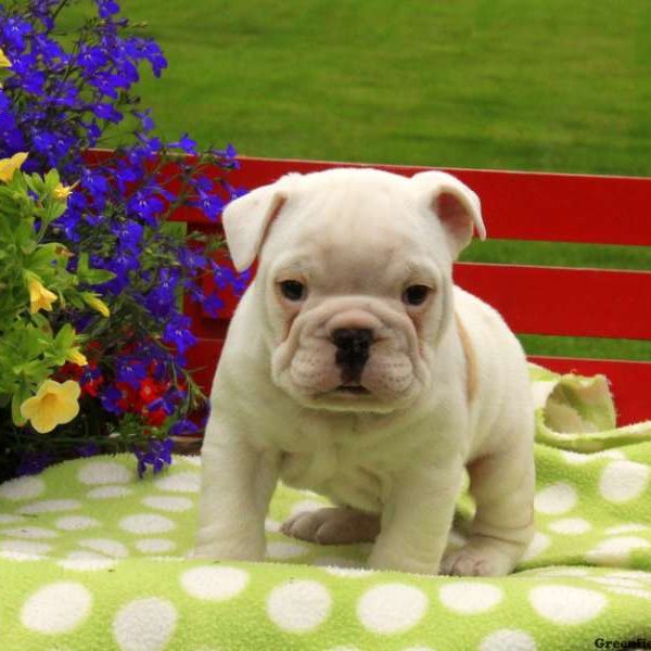 Chubbs, English Bulldog Puppy