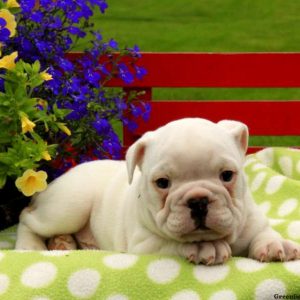 Chubbs, English Bulldog Puppy