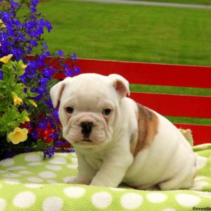 Chubbs, English Bulldog Puppy