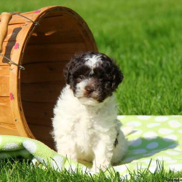 Chula, Shih-Poo Puppy