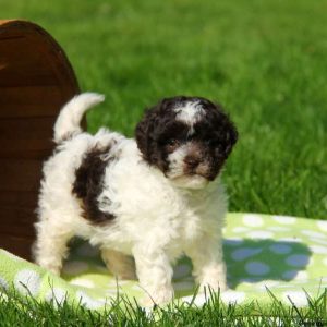 Chula, Shih-Poo Puppy