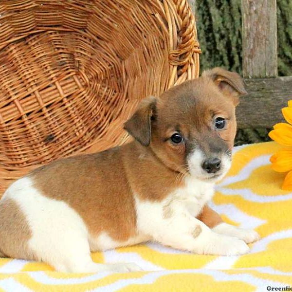 Clint, Jack Russell Terrier Puppy