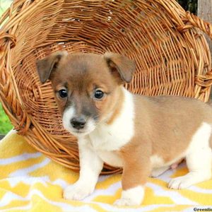 Clint, Jack Russell Terrier Puppy