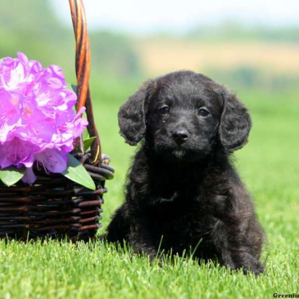 Cordy, Schnoodle-Miniature Puppy