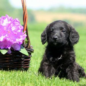 Cordy, Schnoodle-Miniature Puppy