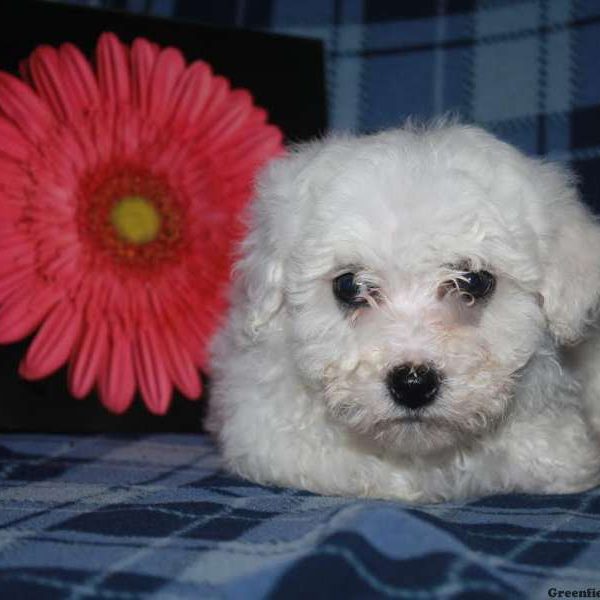 Daisy, Bichon Frise Puppy