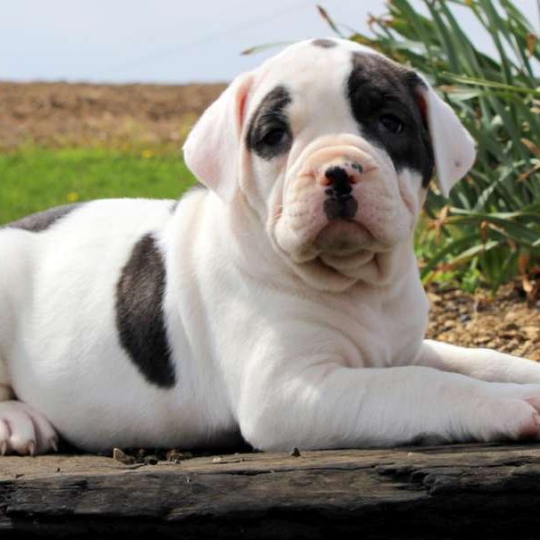 Daisy, American Bulldog Puppy