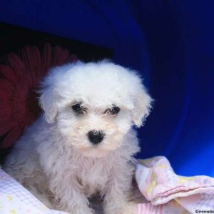 Daisy, Bichon Frise Puppy