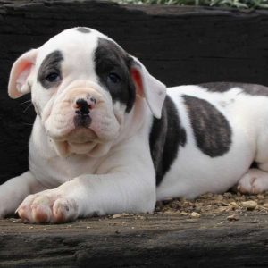 Daisy, American Bulldog Puppy