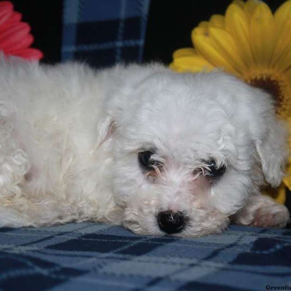 Dandelion, Bichon Frise Puppy