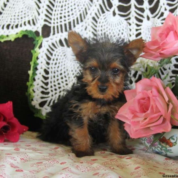 Danny, Yorkshire Terrier Puppy