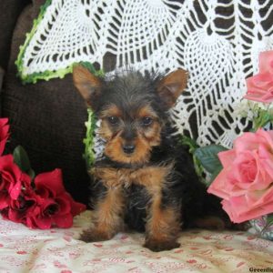 Danny, Yorkshire Terrier Puppy