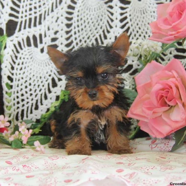 Davey, Yorkshire Terrier Puppy