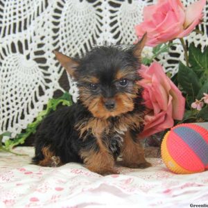 Davey, Yorkshire Terrier Puppy