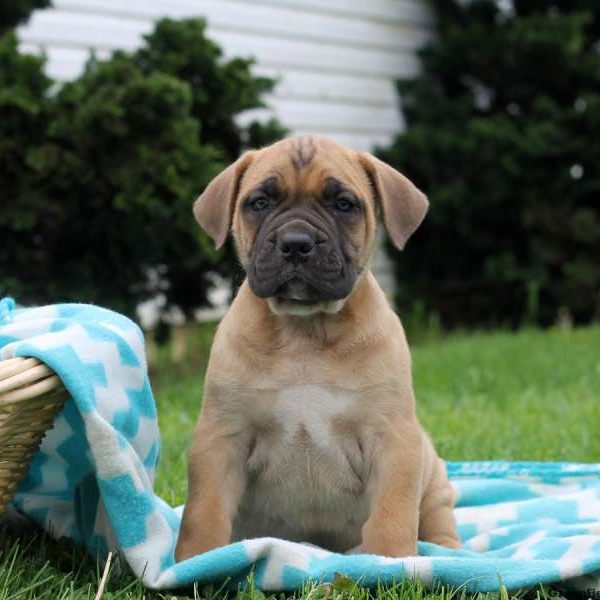 Dexter, African Boerboel Puppy