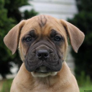 Dexter, African Boerboel Puppy