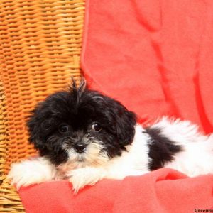 Duncan, Shichon / Teddy Bear Puppy