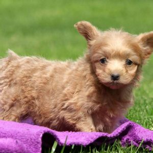 Edmund, Pomapoo Puppy