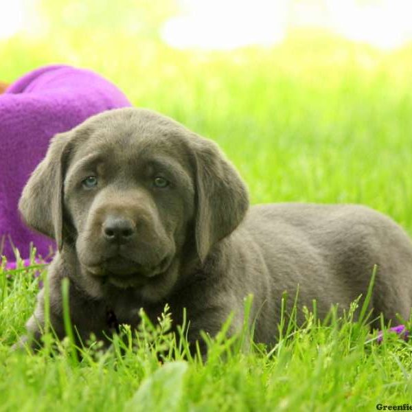 Emery, Labrador Retriever-Charcoal Puppy