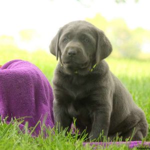 Emery, Labrador Retriever-Charcoal Puppy