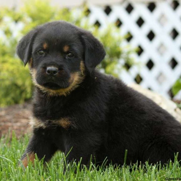 Felix, Rottweiler Puppy