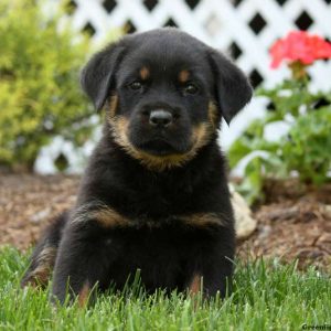 Felix, Rottweiler Puppy