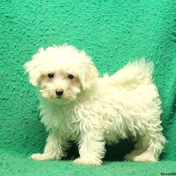 Fiddler, Maltipoo Puppy