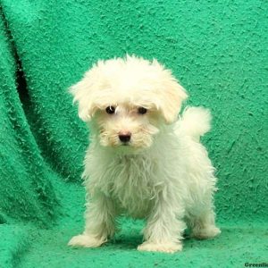 Fiddler, Maltipoo Puppy