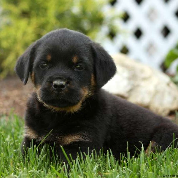 Flower, Rottweiler Puppy