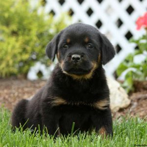 Flower, Rottweiler Puppy