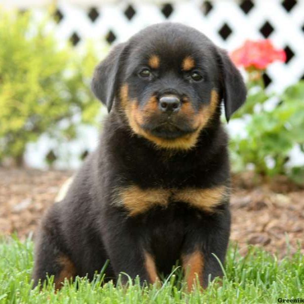 Frieda, Rottweiler Puppy